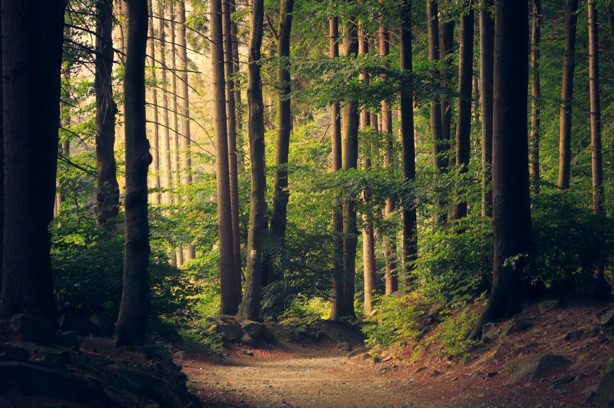 A quiet forest path in late light